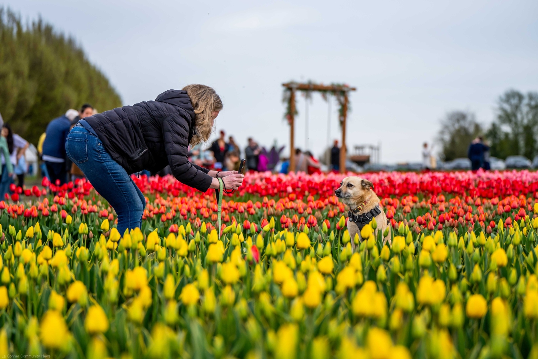 Photos from Locals Night at Tulip Town