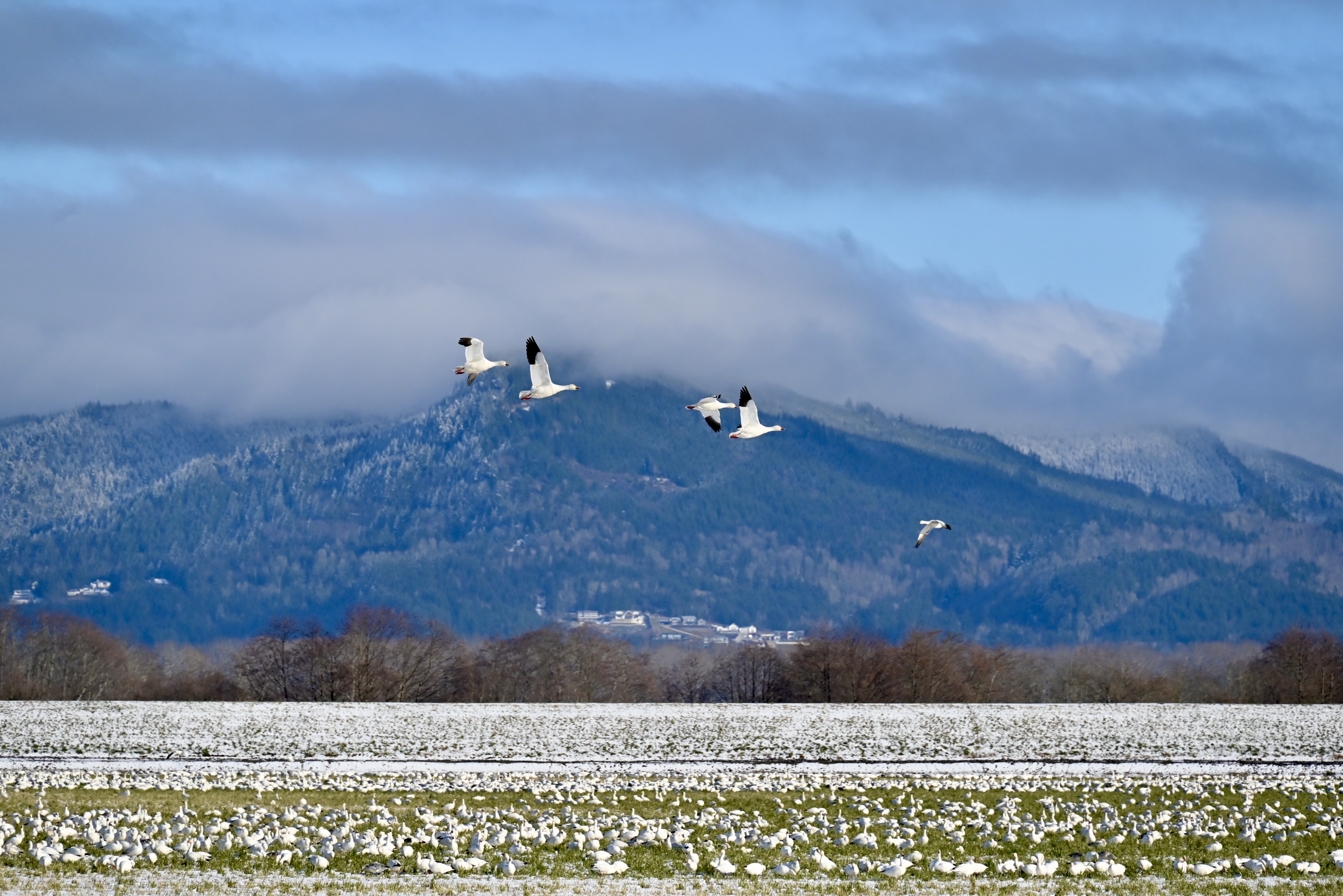 Snow geese in flight