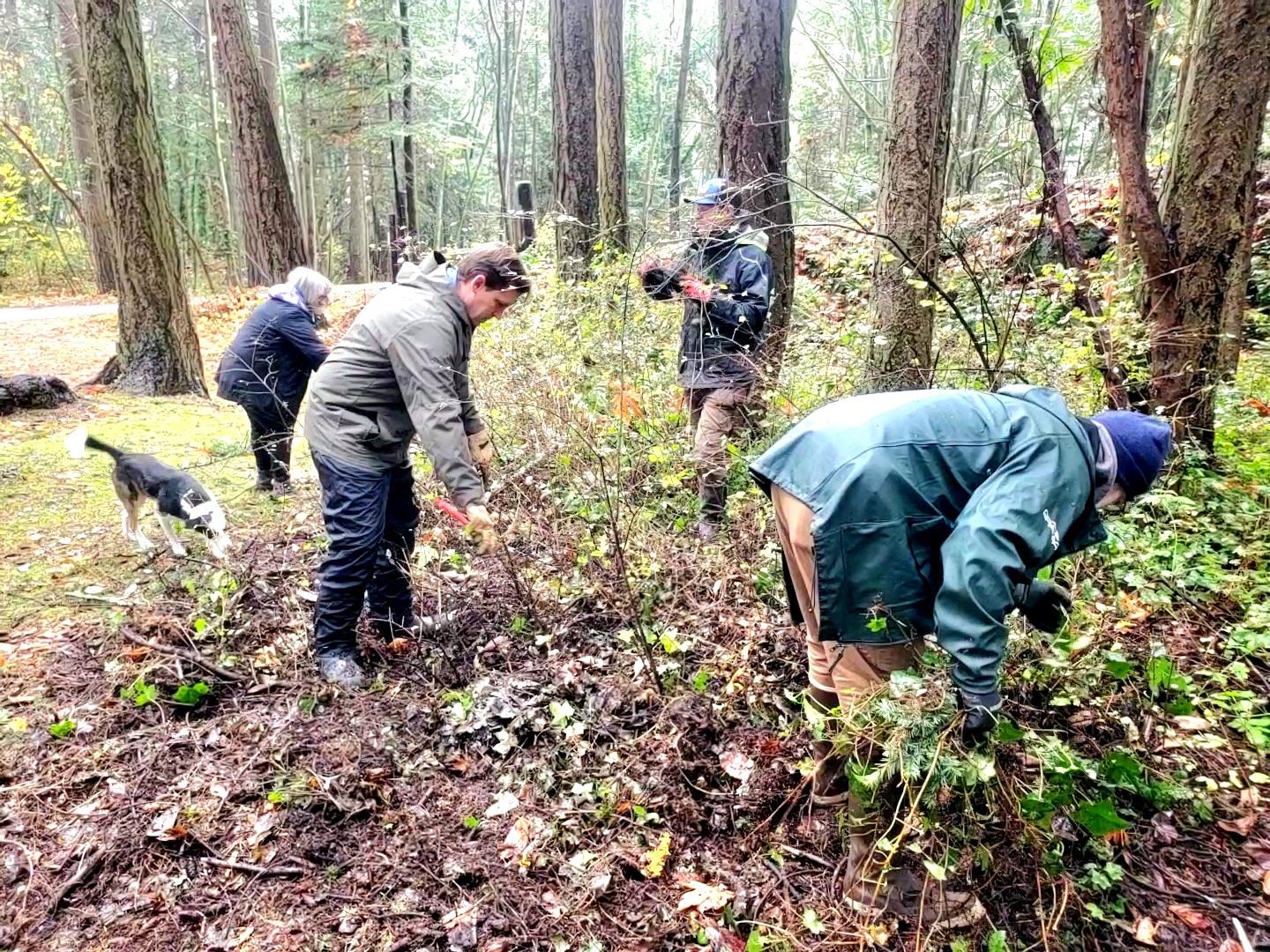Town Parks Commission lauds volunteer ivy eradication project