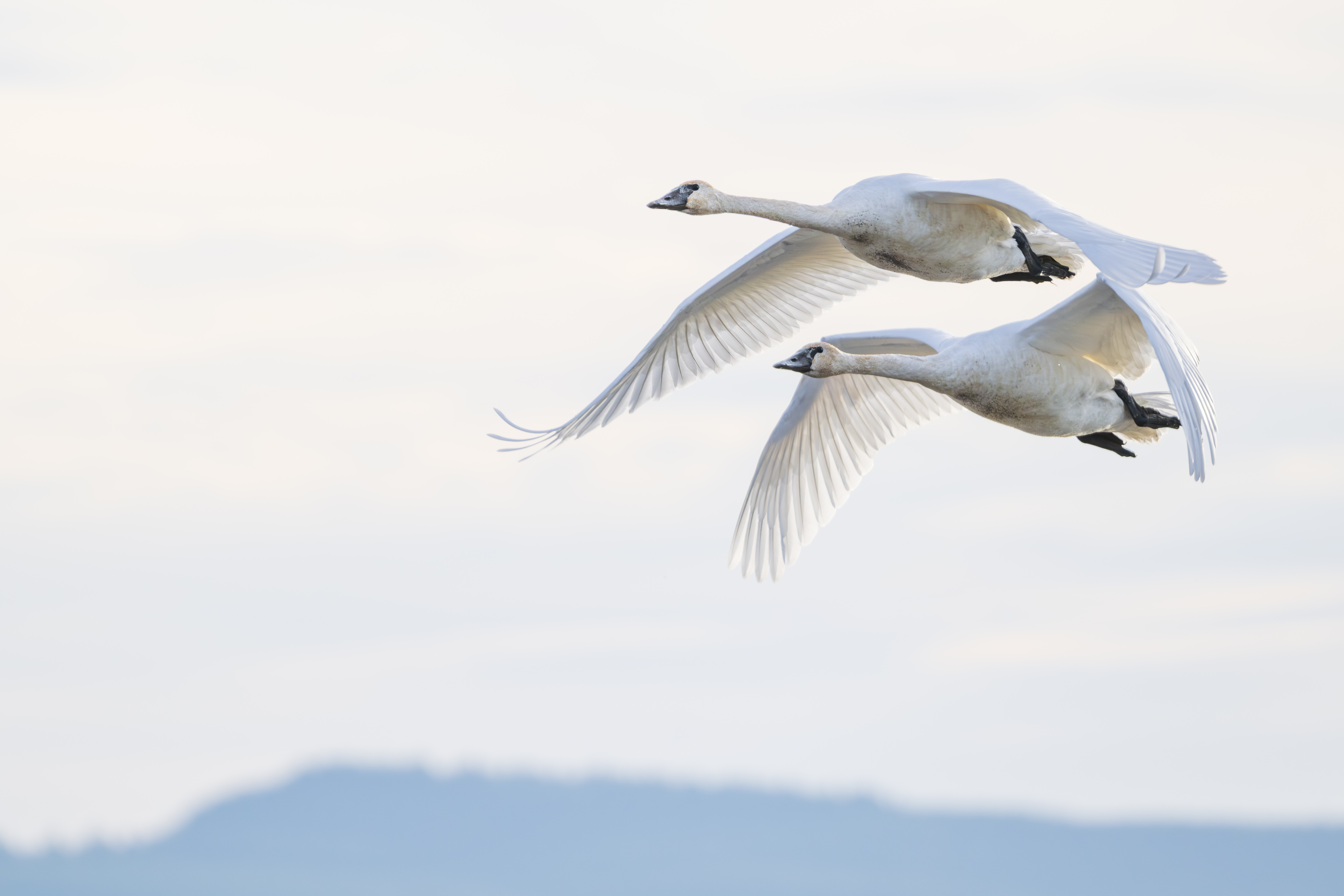 Bird of the Week