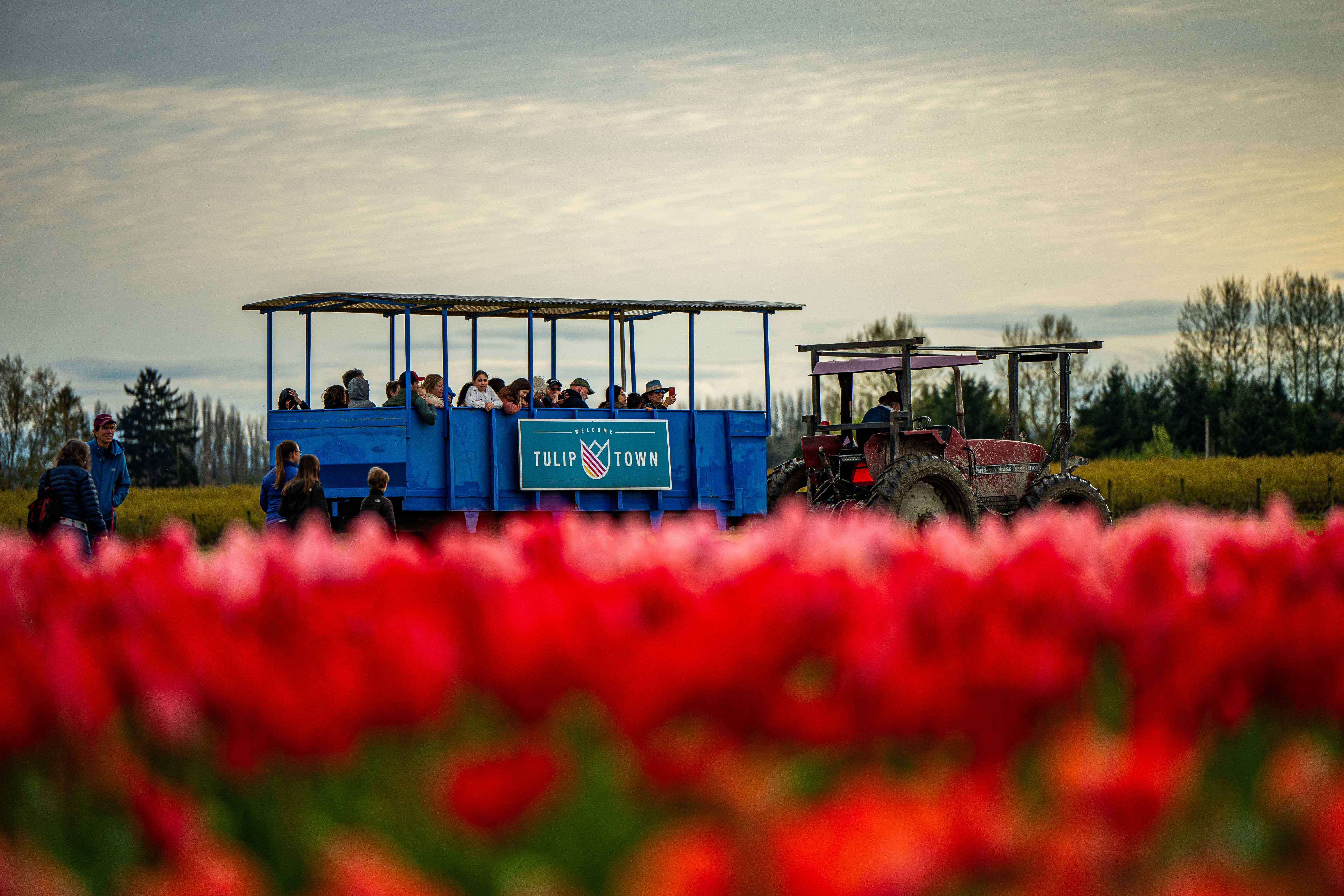 Locals enjoy color, music, and mud at Tulip Town