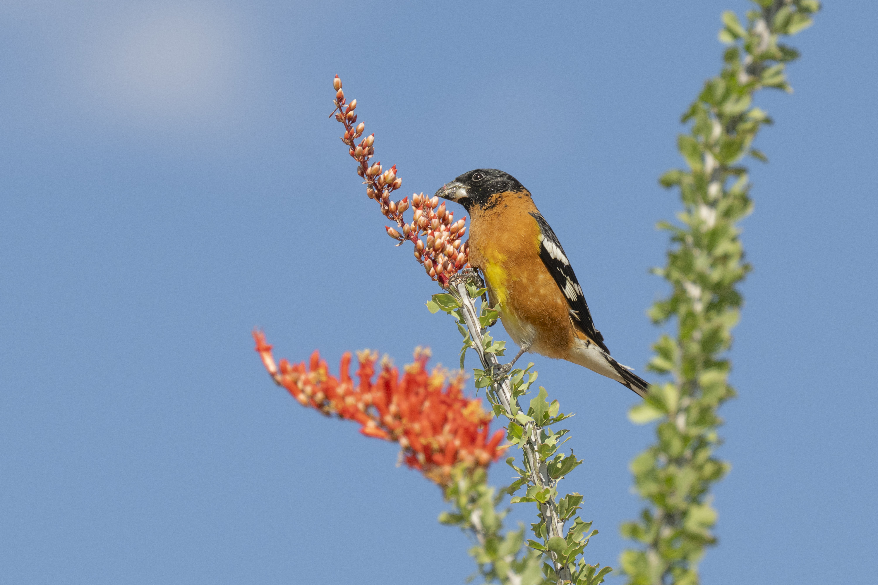 Bird of the Week