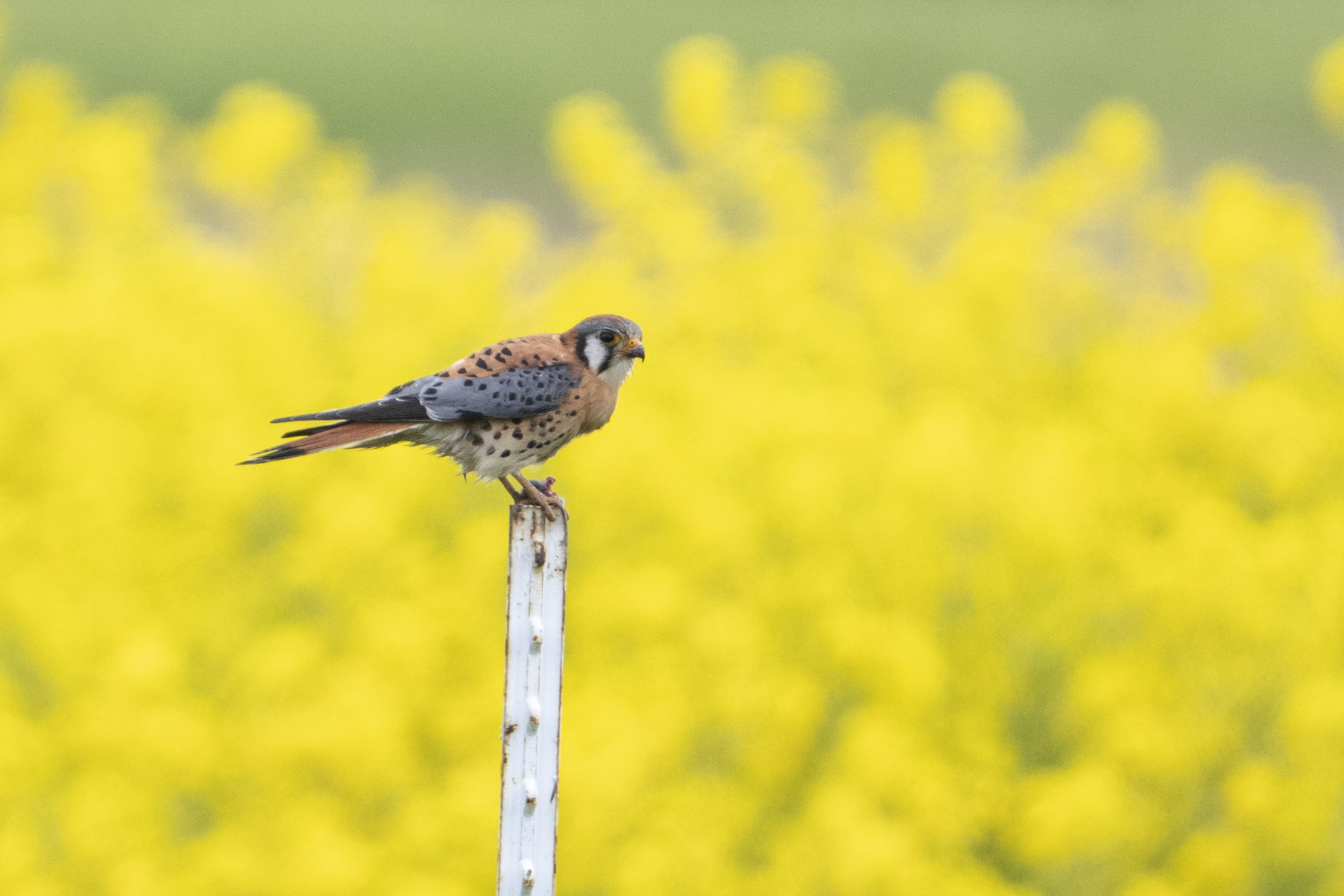Bird of the Week