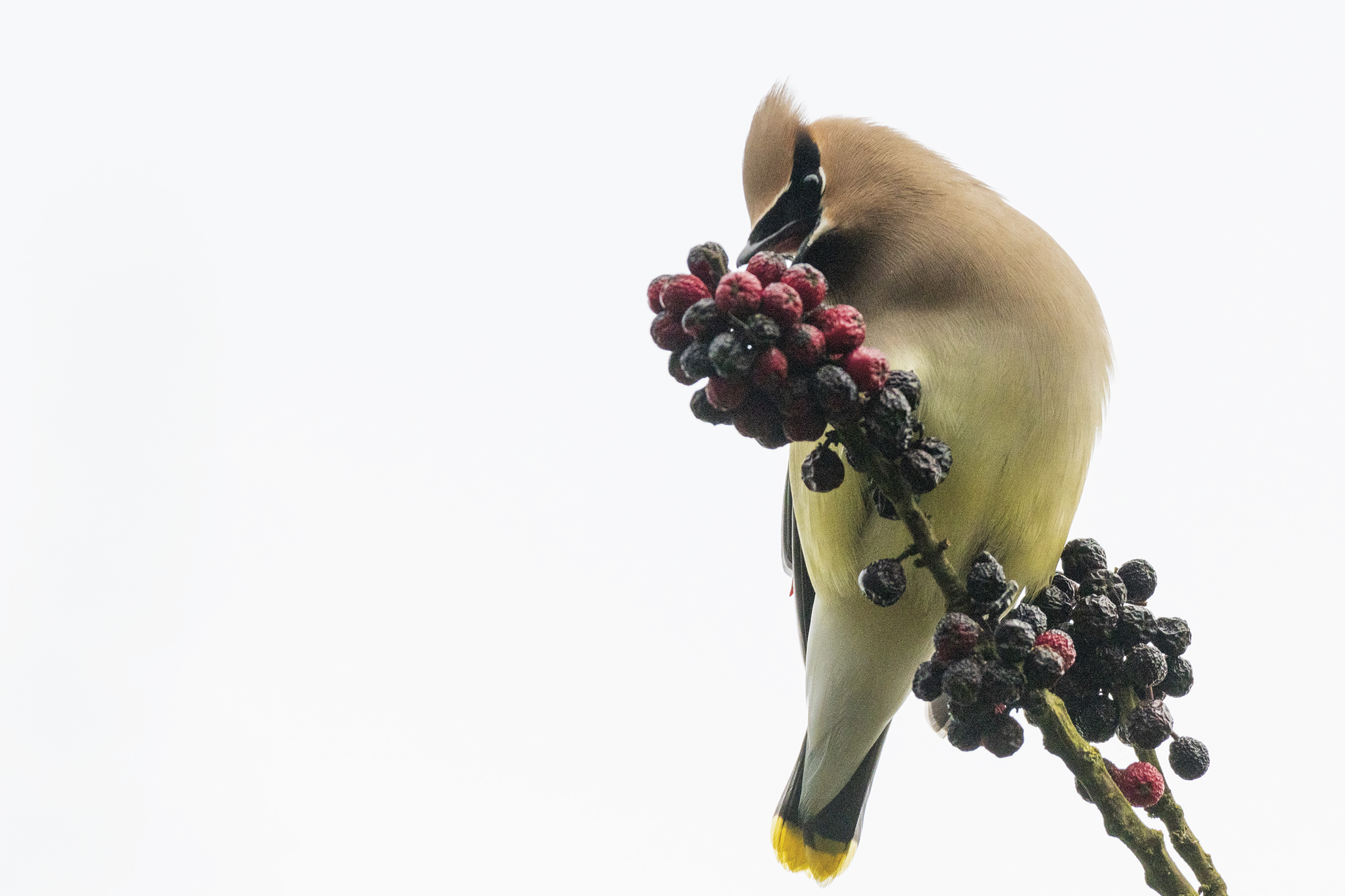 Bird of the Week