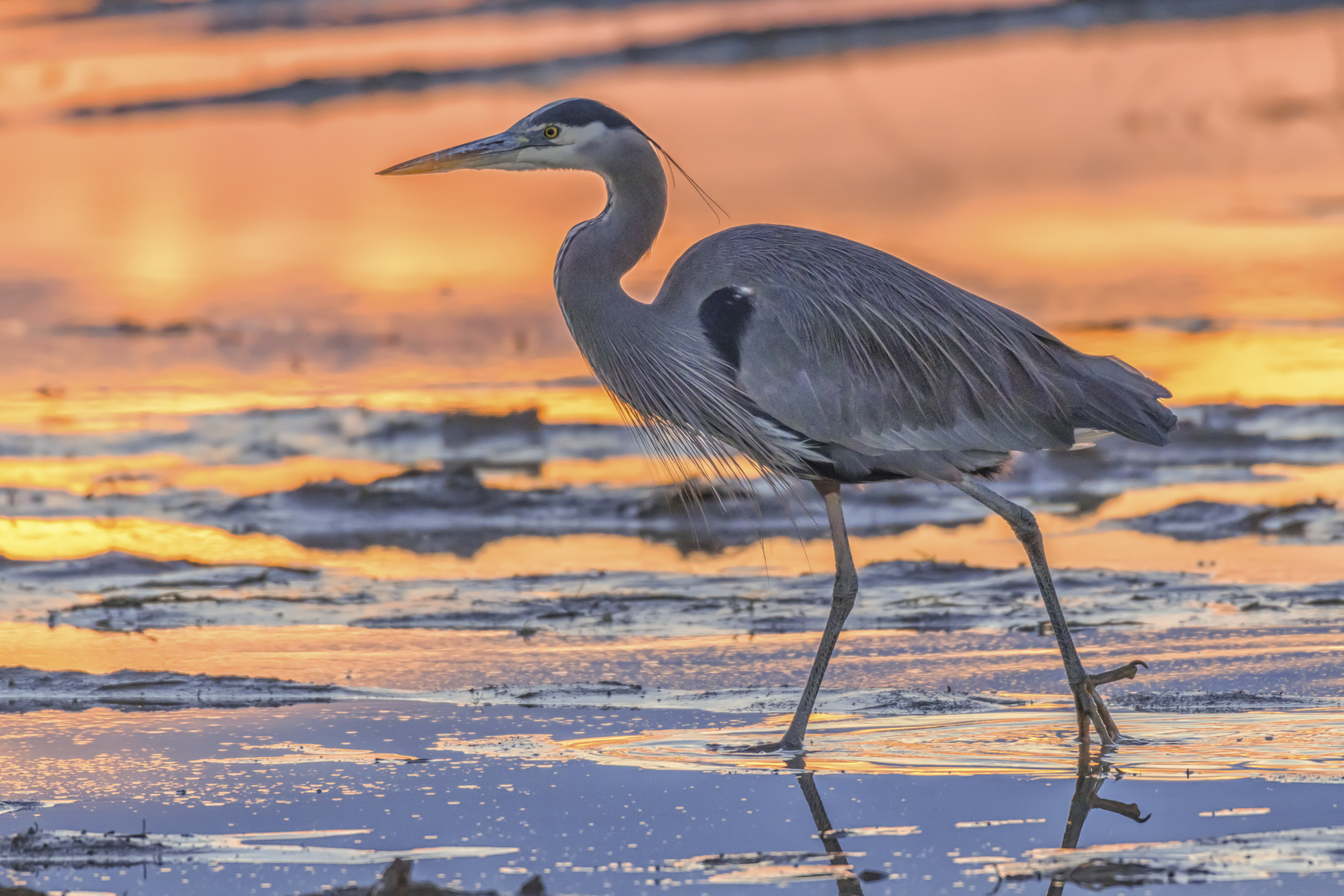 A great blue heron wades through shallow water at sunset, its long legs partially submerged and its slender neck extended forward. The bird’s gray-blue feathers are illuminated by the warm orange and pink hues of the sky reflected on the water’s surface, creating a striking contrast.