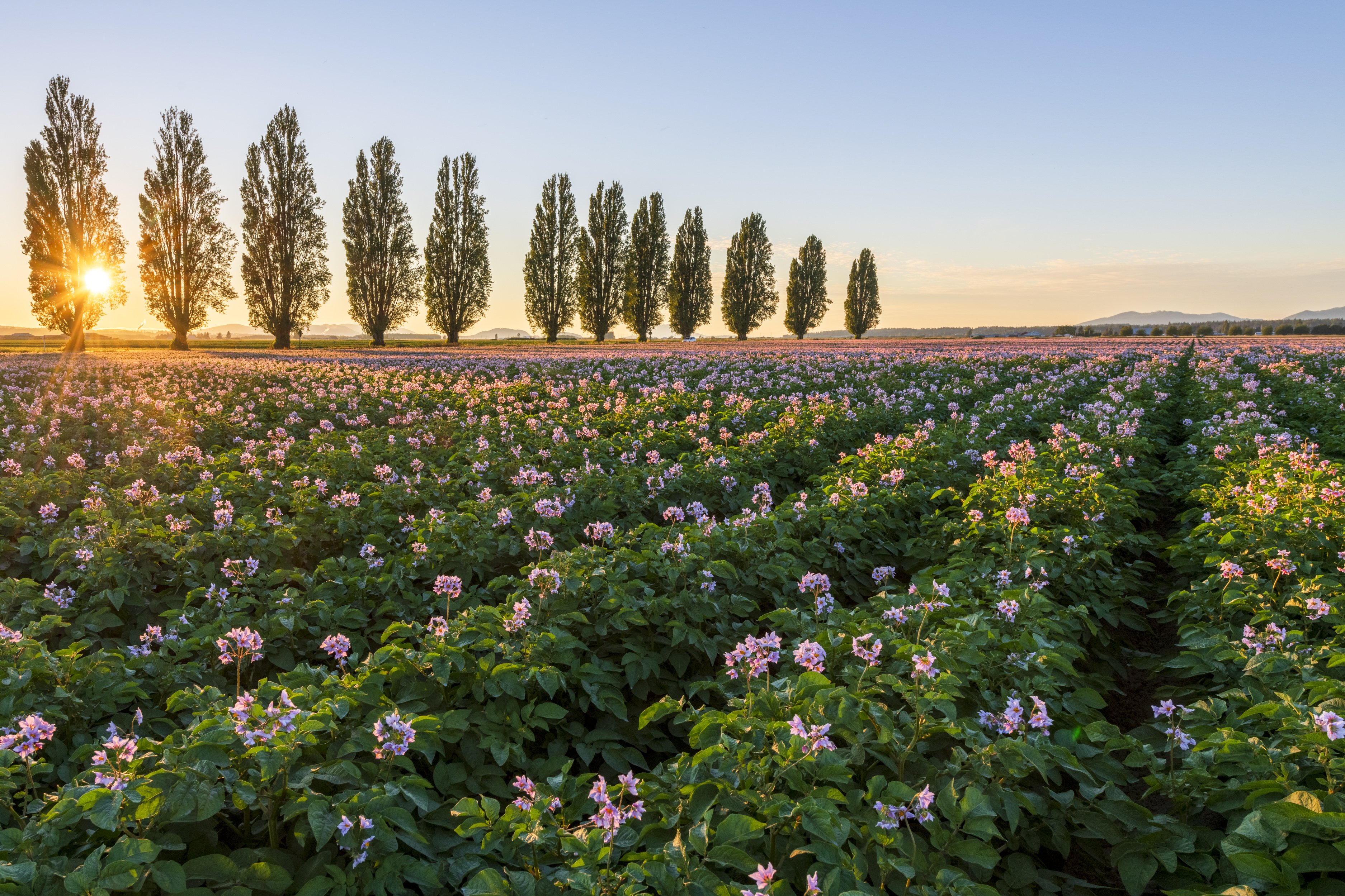 Rows of green plants with pink flowers in a field, tall trees in the background, and the sun beautifully setting on the horizon.