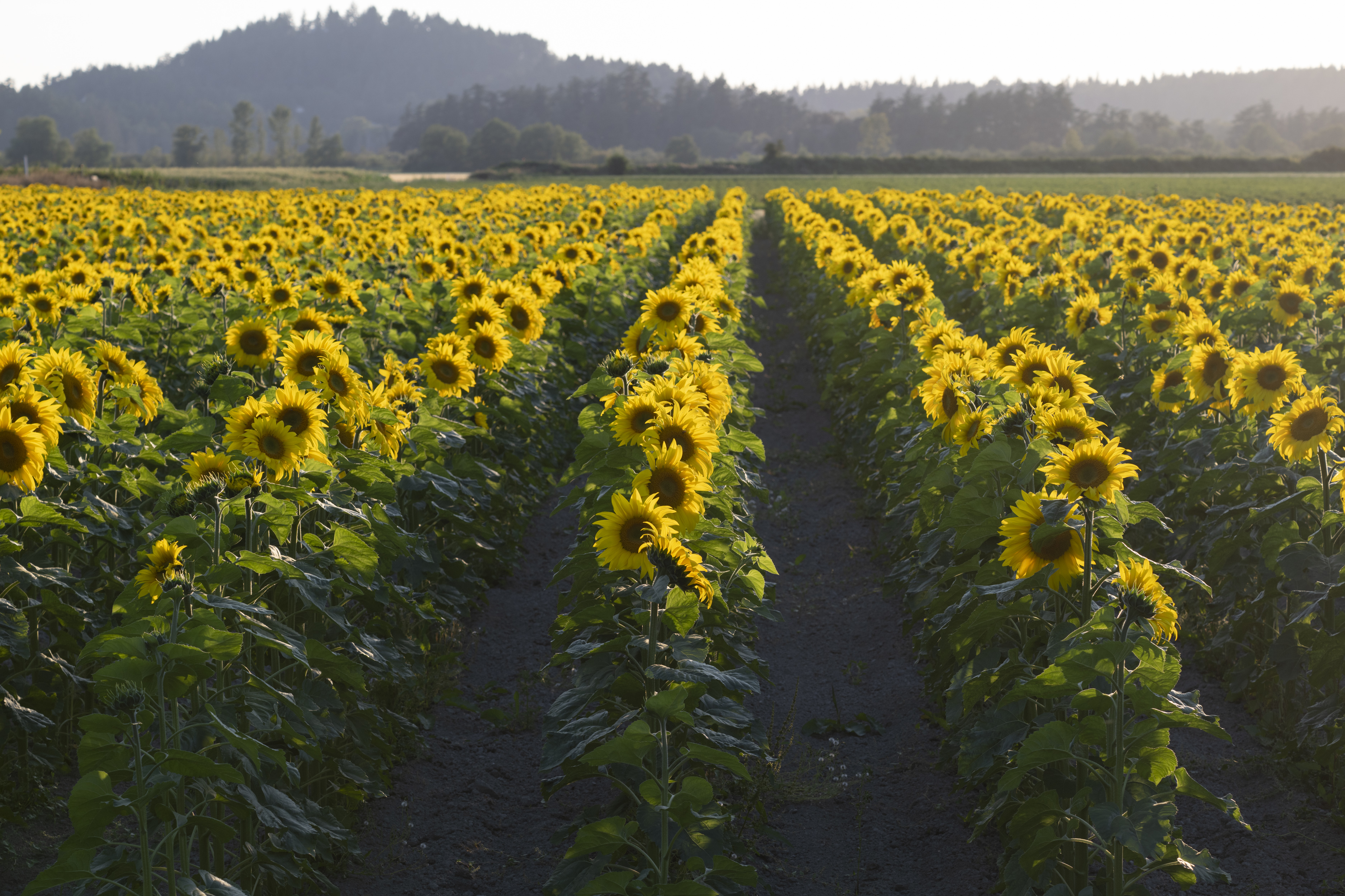 A wide, vibrant field of blooming sunflowers stretches into the distance, with rows of tall green stems topped with bright yellow blossoms facing the sunlight. The rows create clear, symmetrical lines that lead the eye toward a tree-lined hill and forested backdrop under a hazy, pale sky. The light is soft and golden, suggesting early morning or late afternoon, casting a warm glow across the scene.