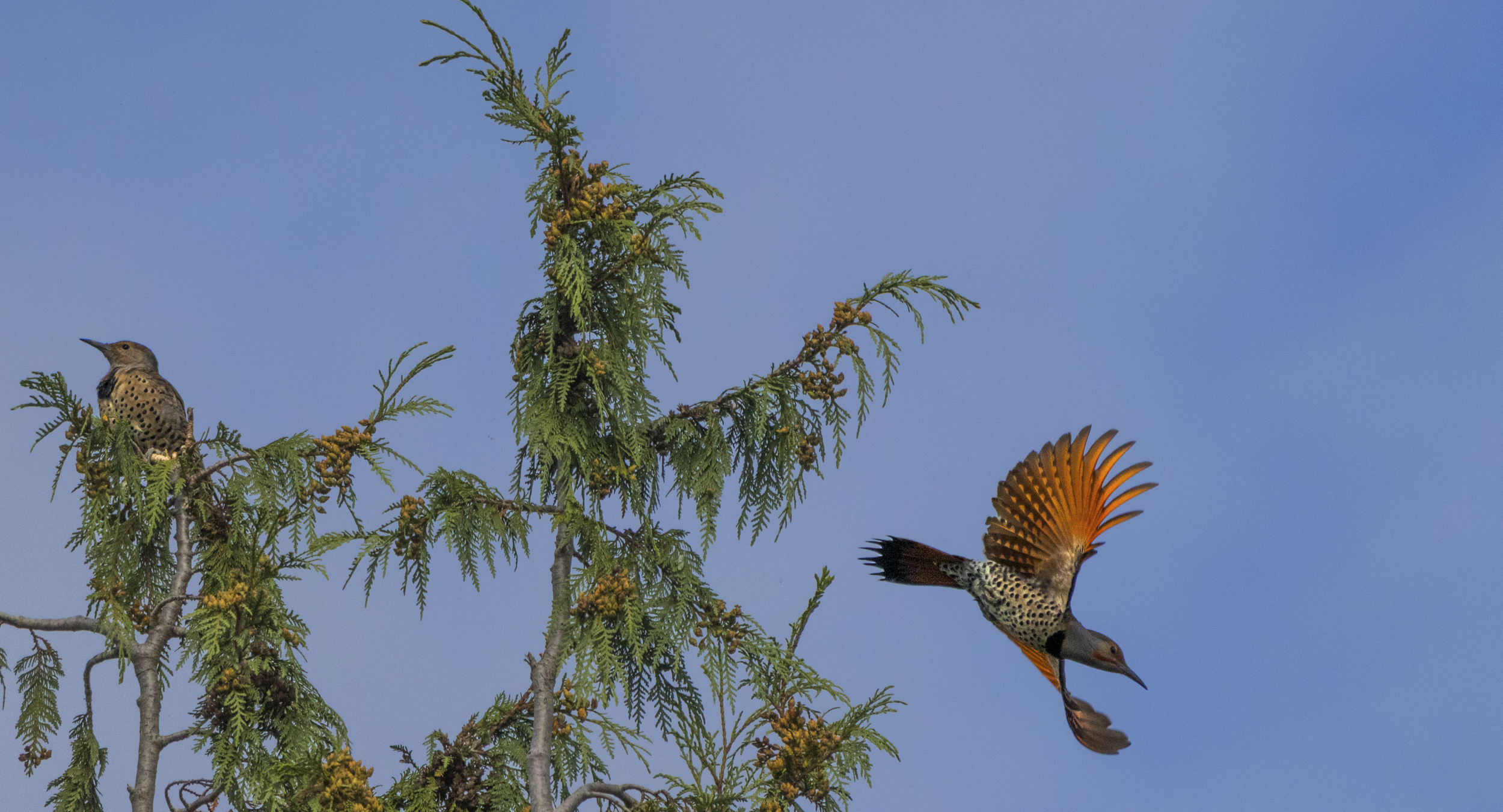 Bird of the week
