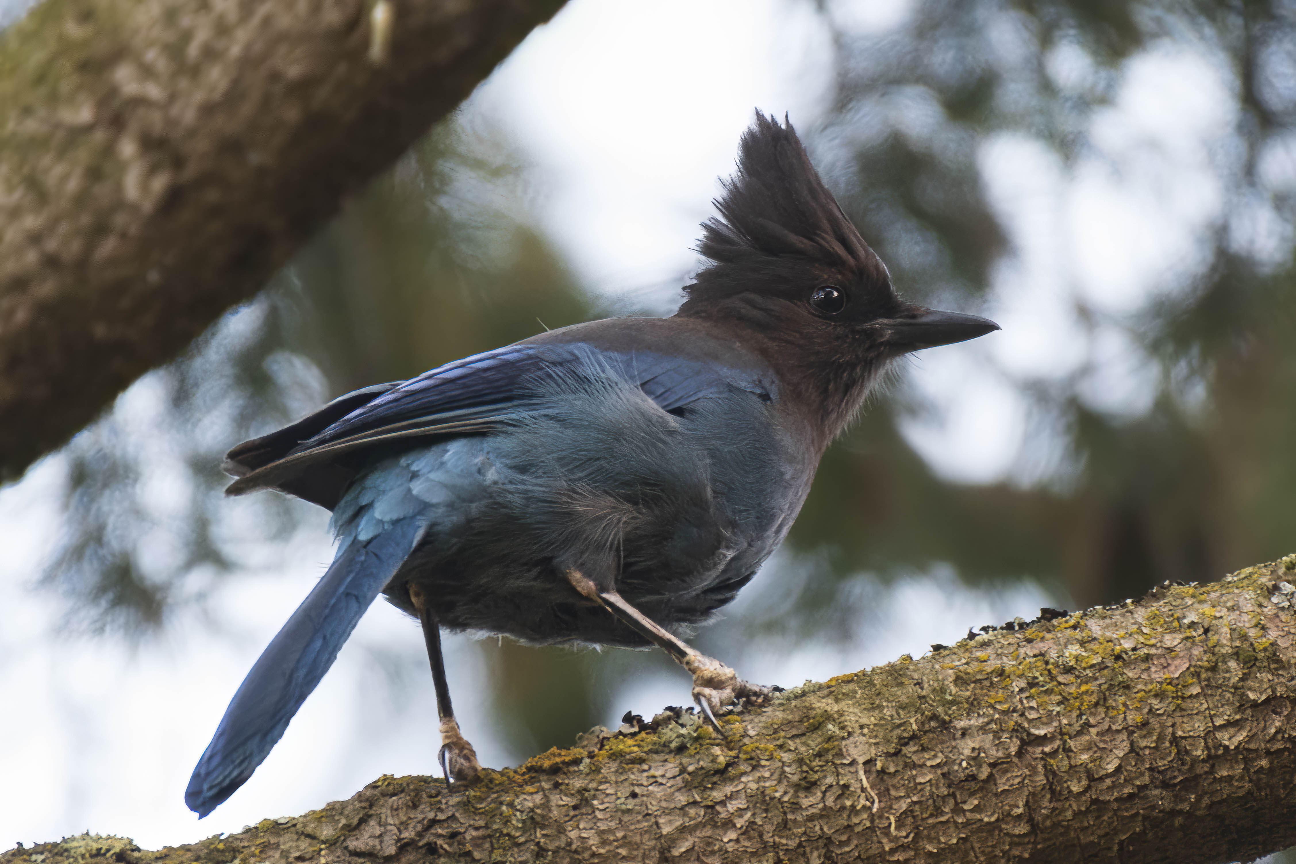 Bird of the week