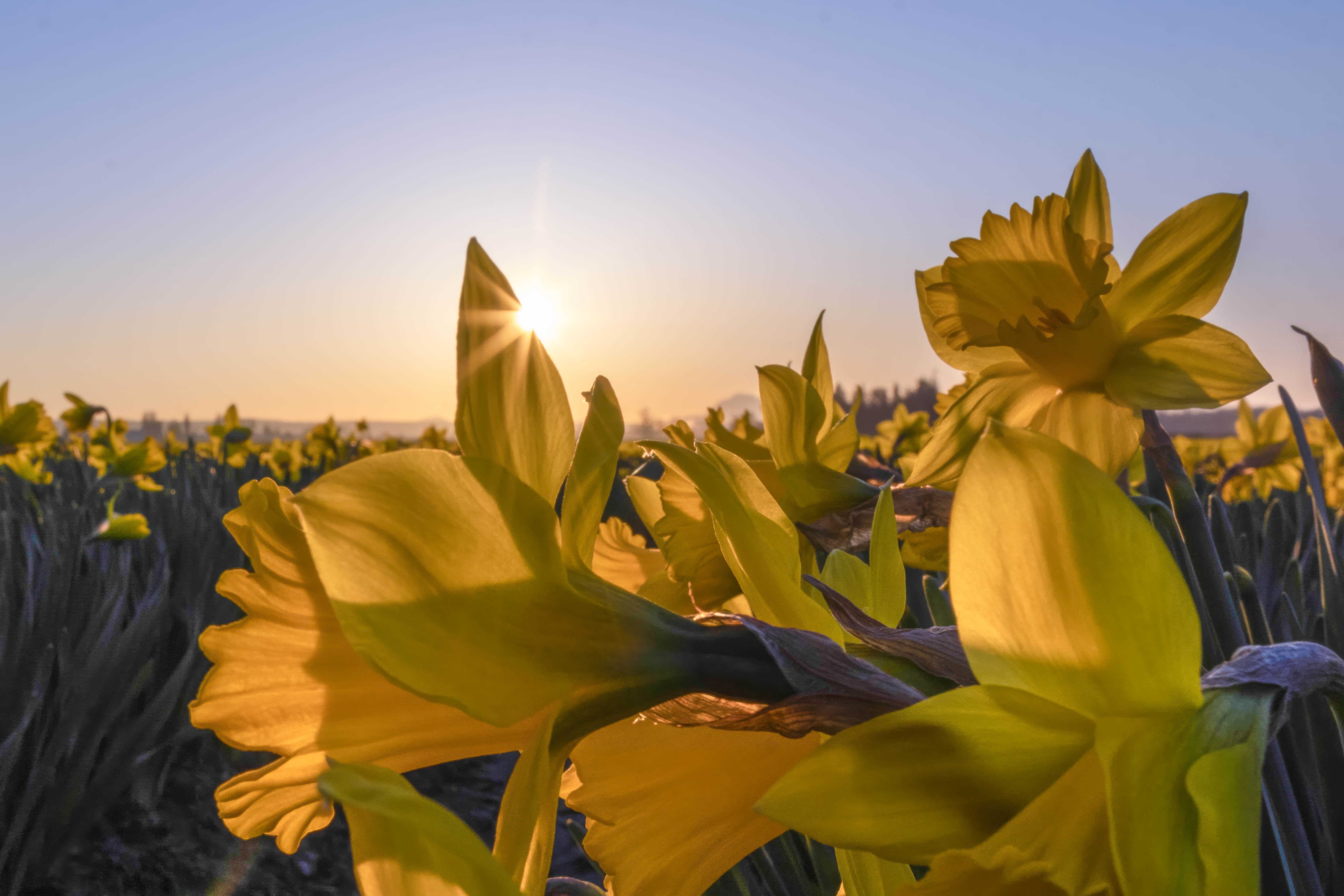 The daffodils declare: The time for renewal is now