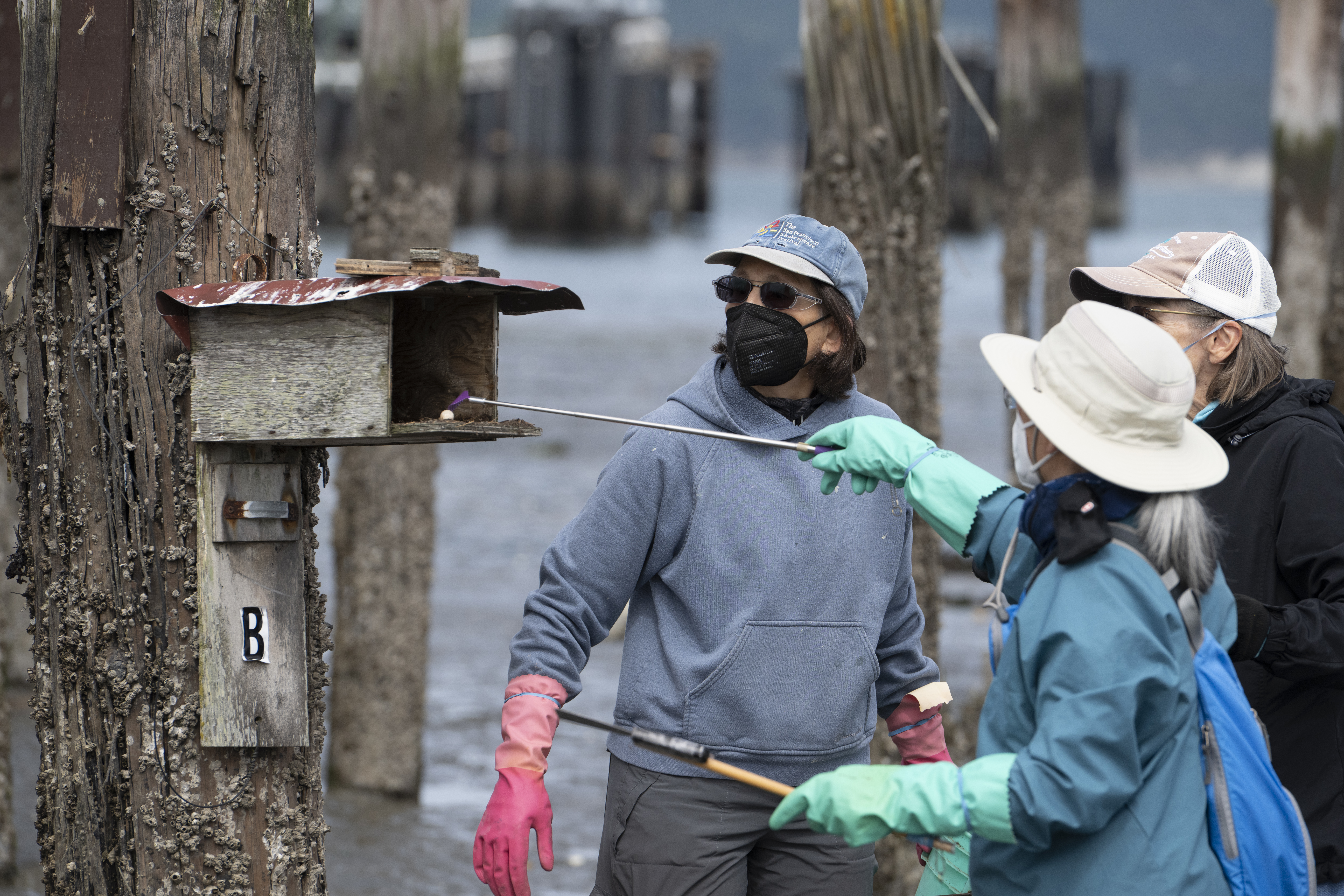 Spring cleaning: Volunteers prep purple martin houses for this year’s nesters
