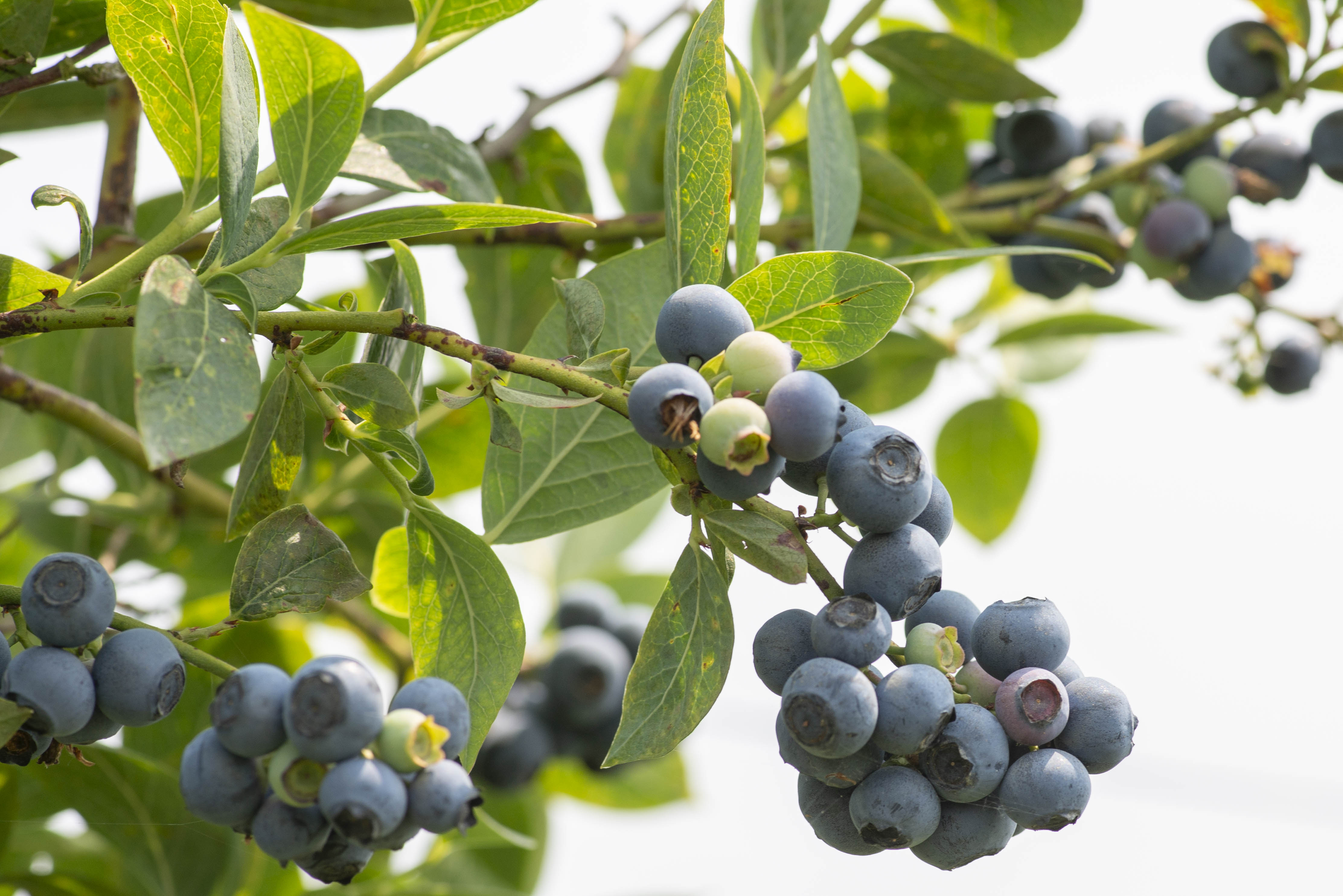 Hedlin’s Harvest Report: Blueberries are here